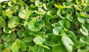 Dried Centella saler, Asiatic pennywort saler, dried Gotu kola saler, dried Centella Asiatic for sales, Dried Centella seller, Asiatic pennywort seller, dried Gotu kola seller Dried Centella supplier, Asiatic pennywort supplier, dried Gotu kola supplier, dried Centella Asiatic supplier, dried Centella Asiatic seller.