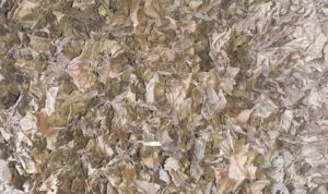 Dried Betel Leafs saler, Dried Betel Leafs seller, dried Piper Betle seller, Dried Betel Leafs supplier, dried Piper Betle supplier