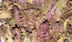 Dried Hibiscus saler ,Dried Hibiscus Rosa Sinensis saler, Dried Hibiscus seller, Dried Hibiscus Rosa Sinensis seller, Dried Hibiscus supplier, Dried Hibiscus Rosa Sinensis supplier.