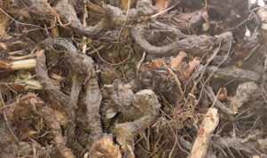 Dried Nagar motha saler, Dried Motha saler, Dried Cyperus Rotundus saler, Dried Nagar motha seller, Dried Motha seller, Dried Cyperus Rotundus seller, Dried Nagar motha supplier, Dried Motha supplier, Dried Cyperus Rotundus supplier.