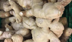 Ginger, Zingiber Officinale