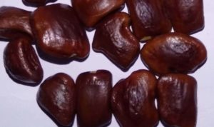 Tamarind Seeds, Tamarindus Indica seeds