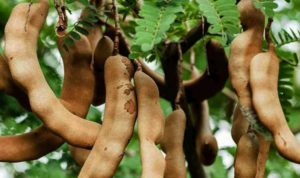 Tamarind, Tamarindus Indica_