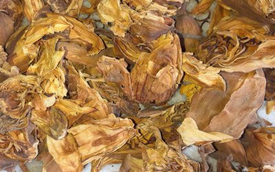 Dried Nylo Ful saler, Dried Water Lily saler, Dried Nymphaea Nouchali saler, Dried Nylo Ful seller, Dried Water Lily seller, Dried Nymphaea Nouchali seller, Dried Nylo Ful supplier, Dried Water Lily supplier, Dried Nymphaea Nouchali supplier.