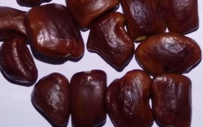 Tamarind Seeds, Tamarindus Indica seeds